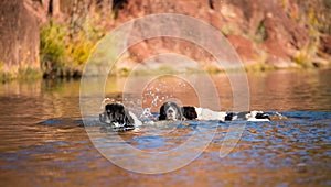 Landseer water work rescue dog