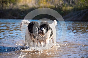 Landseer water work rescue dog