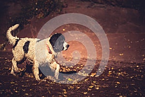 Landseer water work rescue dog
