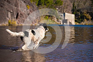 Landseer water work rescue dog