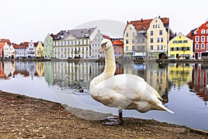 Landshut town in Isar river,Bavaria, Germany. scene with swan close up