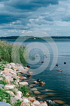 landskape of lake, ducks and sky before the rain