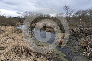 Landskape of swamp river with dry grass