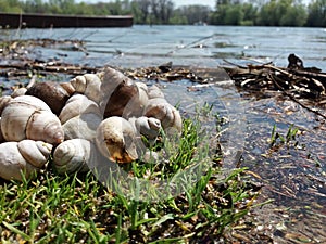 Landskape white snails