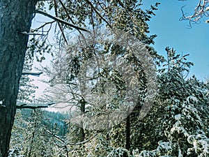 Landskape winter Snow forest mountain