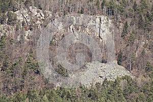 Landslip in the forest with many trees