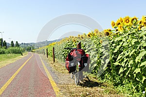 Lane for bicycles and sunflowers in Tuscany