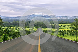 Lane blacktop in the forest
