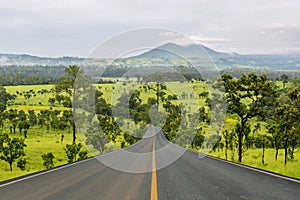 Lane blacktop in the forest
