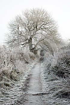 Lane covered in frost, Somerset,UK