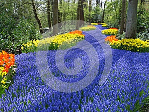 Lane of flowers in dutch spring garden