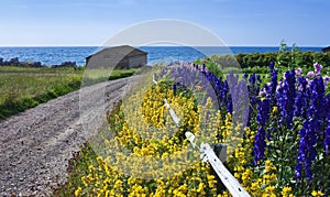 Lane with flowers, lobster traps, Newfoundland