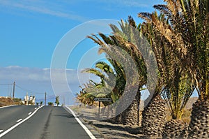 lane of green palms and road