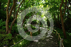 A Lane in Japanese tea garden