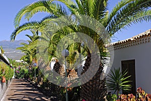 The lane with palm trees