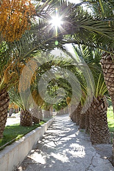 Lane with palmtrees