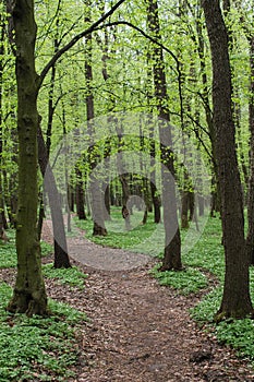 Lane path in green spring forest