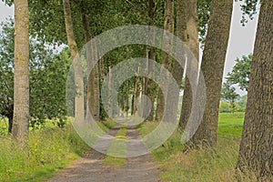 Lane with poplars in the Flemish countryside