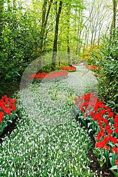 A lane with white common grape hyacinth