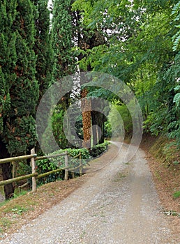 Laneway through the forest photo