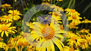 Lang's short tailed blue butterfly on golden shrub daisy slow motion