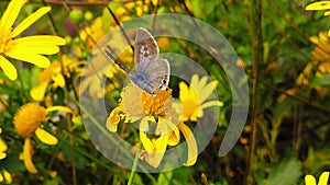 Lang's short tailed blue butterfly on golden shrub daisy slow motion