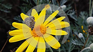 Lang's short tailed blue butterfly on golden shrub daisy slow motion