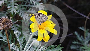 Lang's short tailed blue butterfly on golden shrub daisy slow motion