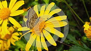 Lang's short tailed blue butterfly on golden shrub daisy slow motion