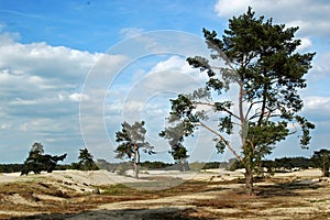 Lange Duinen