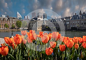 Parlement buildings combinate with dutch tulips. photo