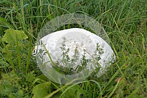 Langermannia gigantea. Big white mushroom growing in grass