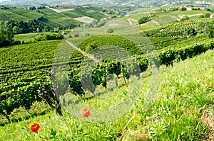 Langhe, hilly wine region in Piedmont, Italy photo