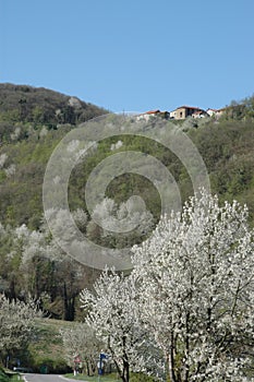 Langhe landscape with cherry trees in bloom