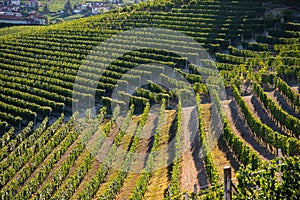 Langhe region, south Piemonte, Italy. Wine hills