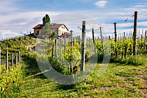 Langhe and Roero vineyards. Farm on the hill near Barolo. Nebbiolo, Dolcetto, Barbaresco red wine. Viticulture in Barolo photo