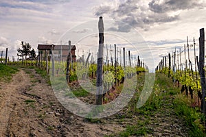 Farm amog Barolo vineyards. Viticulture, Langhe, Piedmont, Italy photo