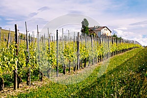 Langhe and Roero vineyards. Springtime. Viticulture near Barolo, Piedmont, Italy, Unesco heritage. Dolcetto, Barbaresco photo