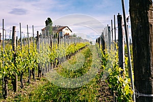 Langhe and Roero vineyards. Springtime. Viticulture near Barolo, Piedmont, Italy, Unesco heritage. Dolcetto, Barbaresco