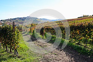 Langhe vineyards in Autumn