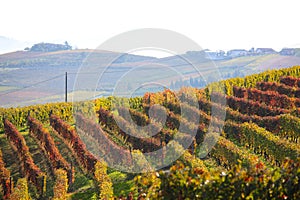 Langhe vineyards in Autumn