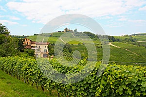 Langhe vineyards in Italy