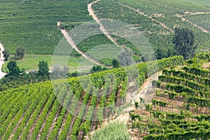 Langhe vineyards in Italy