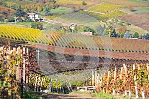 Langhe vineyards landscape in Italy