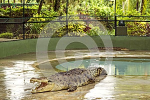 Langkawi Crocodile Farm