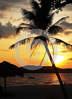 Ostrov. nakloněné palma strom západ slunce 