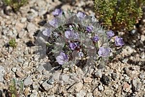 LANGLOISIA SETOSISSIMA SUBSPECIES PUNCTATA - TWENTYNINE PALMS - 042420 A