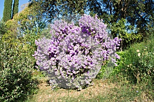 Langman\'s sage (Leucophyllum langmanae) in bloom