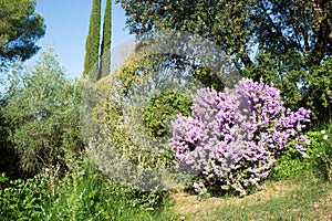 Langman\'s sage (Leucophyllum langmanae) in bloom.