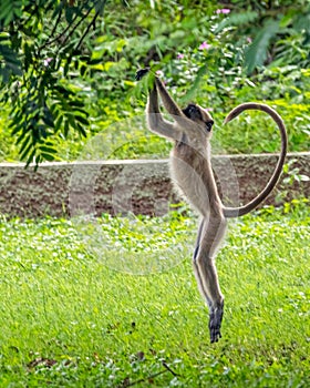 Langoor jumping on a tree